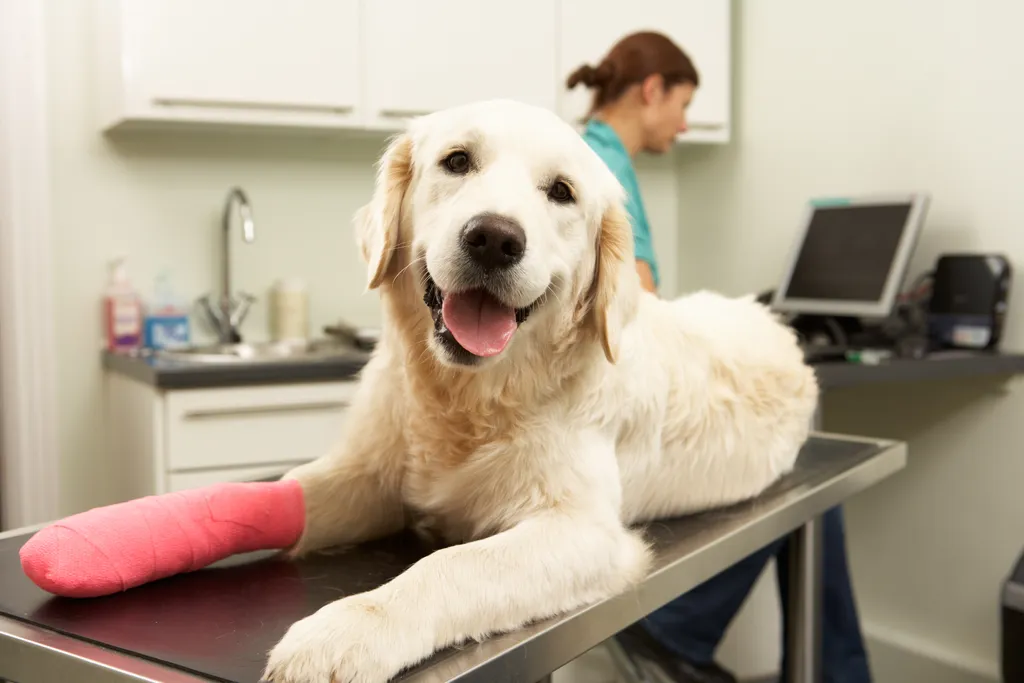 Animal Medical Center San Rafael