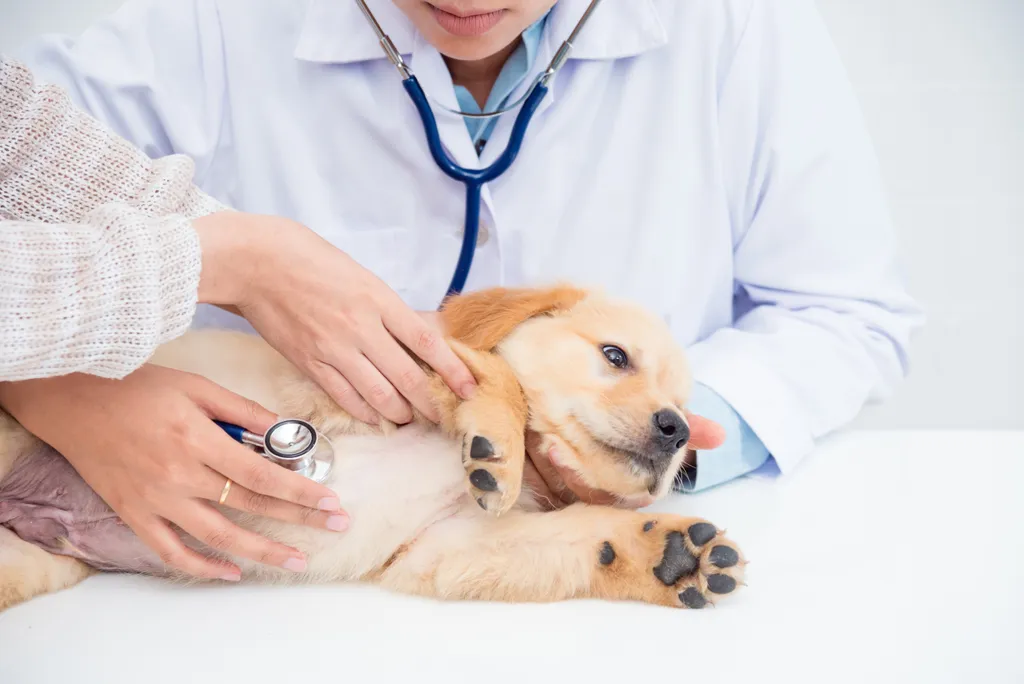 American Animal Hospital