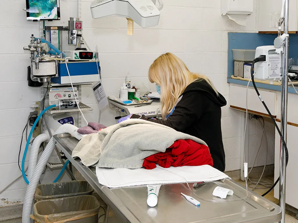 The Pet Hospital of La Mesa