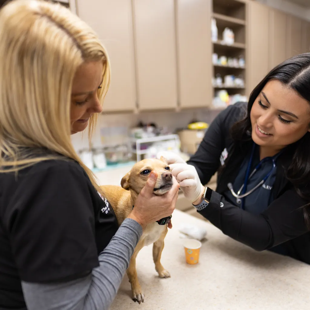 The Pet Hospital of Tierrasanta