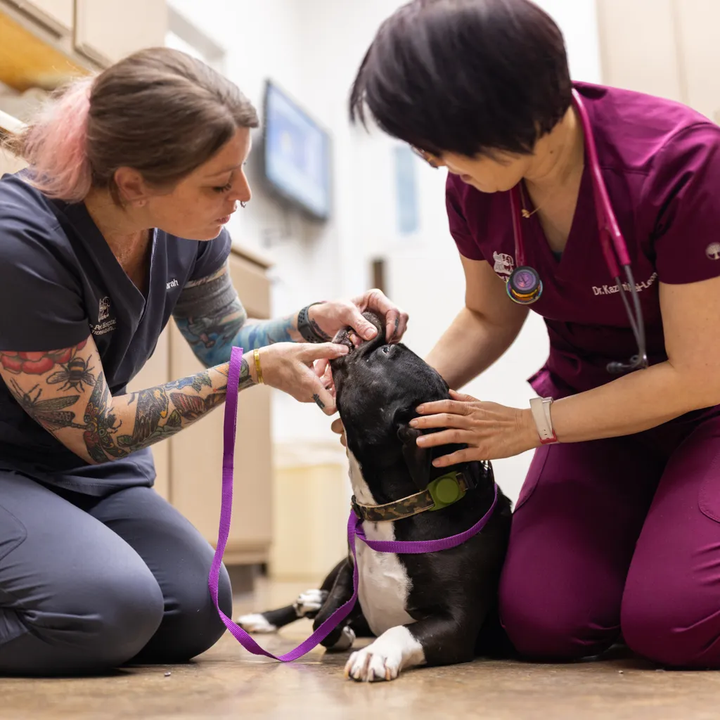 The Pet Hospital of Tierrasanta