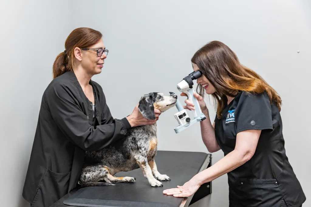 North Houston Veterinary Ophthalmology
